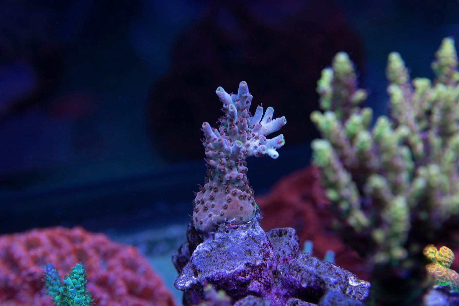 Ricky's Reef (120 Gallon) - Page 5 - Reef Central Online Community